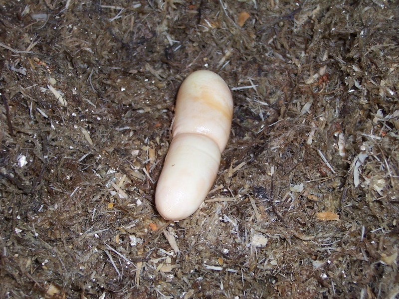 Egg