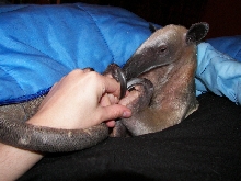 Pua Tamandua grooming fingers