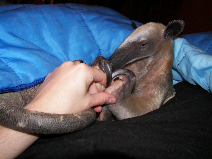 Pua Tamandua grooming fingers