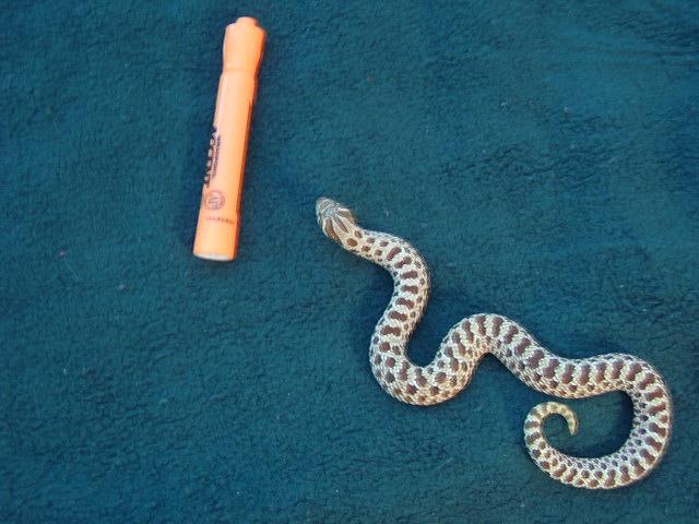 My Female Red Phase Western Hognose '05