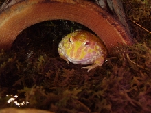 Bob My Albino Pacman Frog
