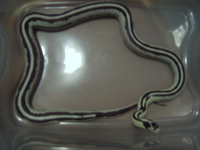 My Male High White Reverse Stripe California Kingsnake '03