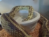 My Female Reverse Stripe Chocolate Banana Kingsnake '03