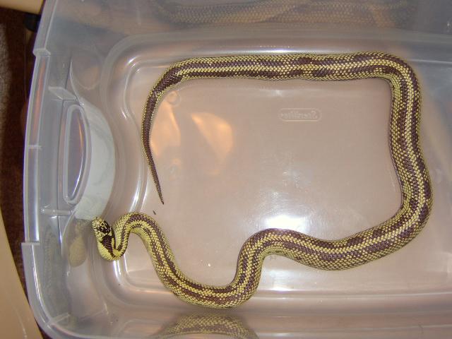 My Female Reverse Stripe Chocolate Banana Kingsnake '03