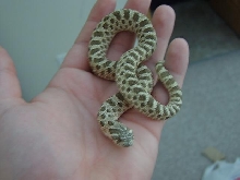 My Male Green Phase Western Hognose '05