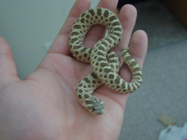My Male Green Phase Western Hognose '05
