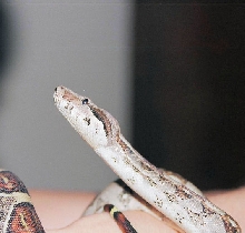 Snape- Colombian Red-Tail Boa
