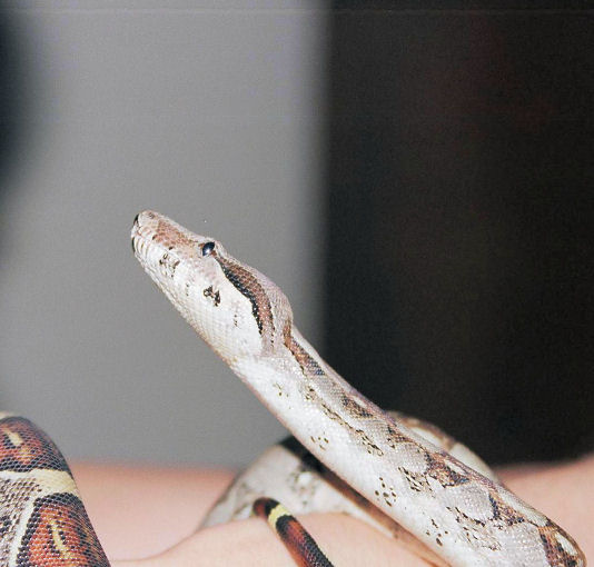 Snape- Colombian Red-Tail Boa