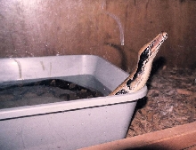 Cleo- Malaysian Blood Python