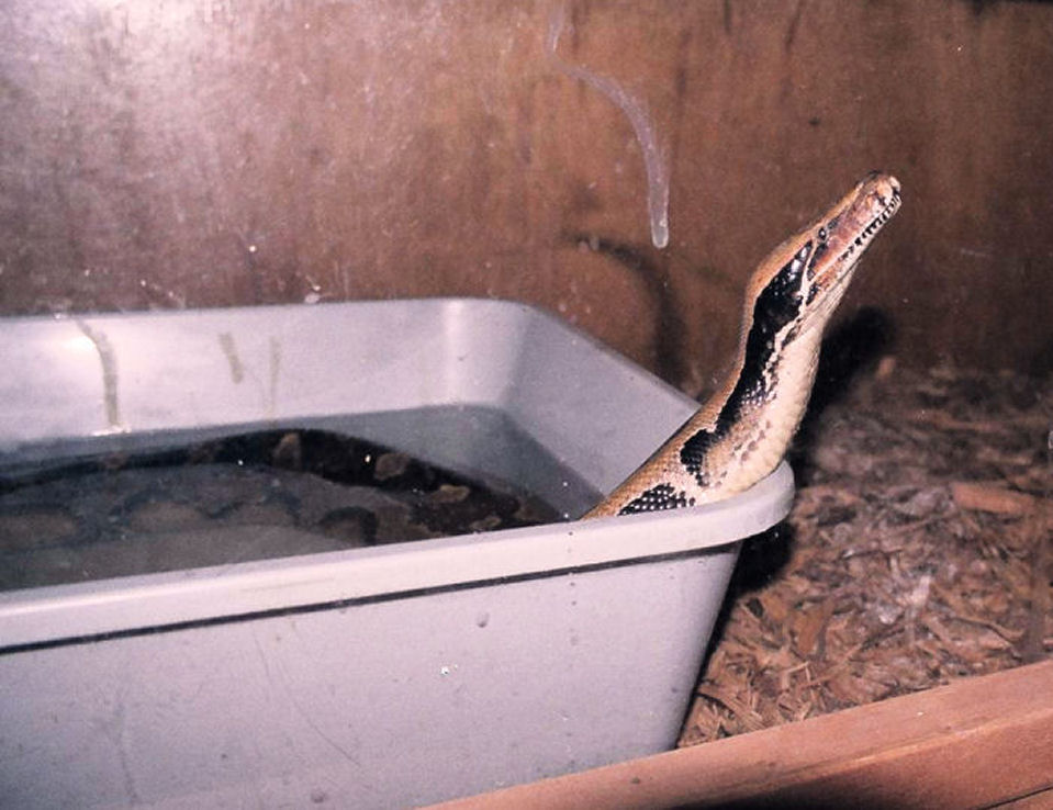 Cleo- Malaysian Blood Python