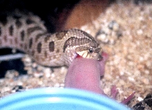 Western Hognose eating- Gaz