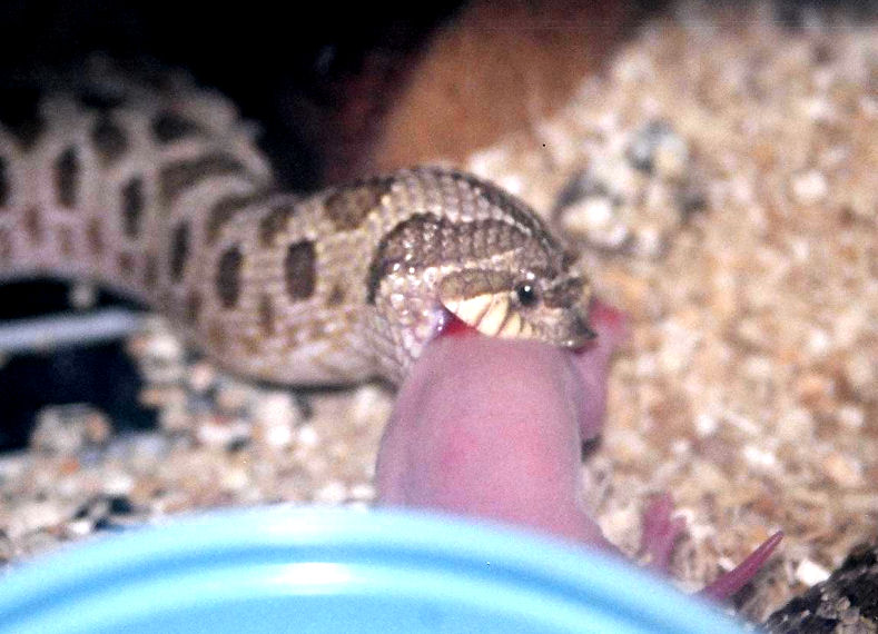 Western Hognose eating- Gaz