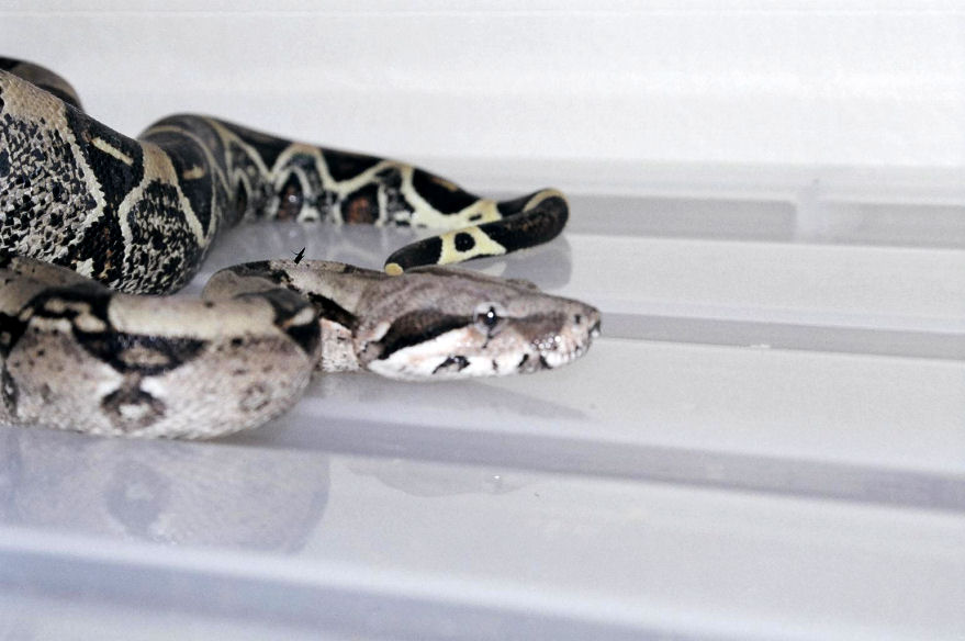 Colombian Red-tail boa- side shot