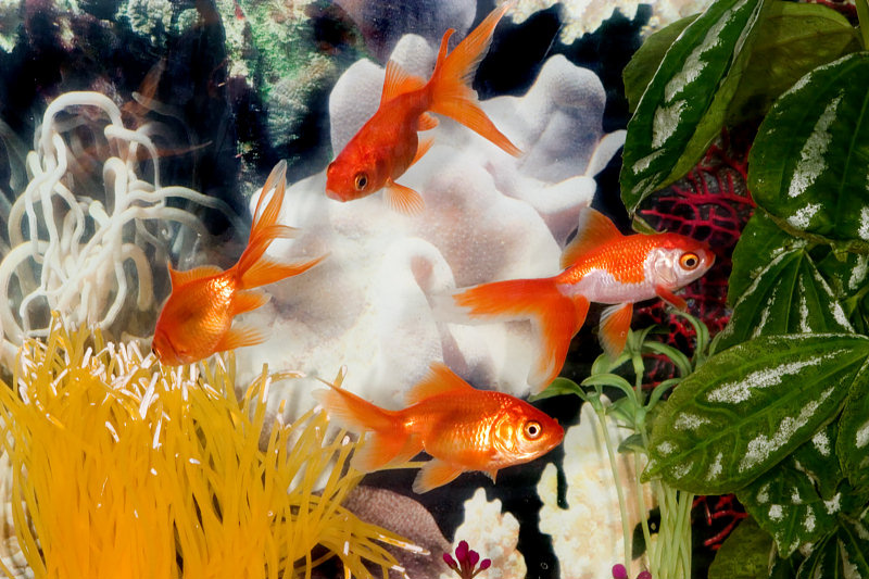 Four Fantails