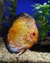 Discus...