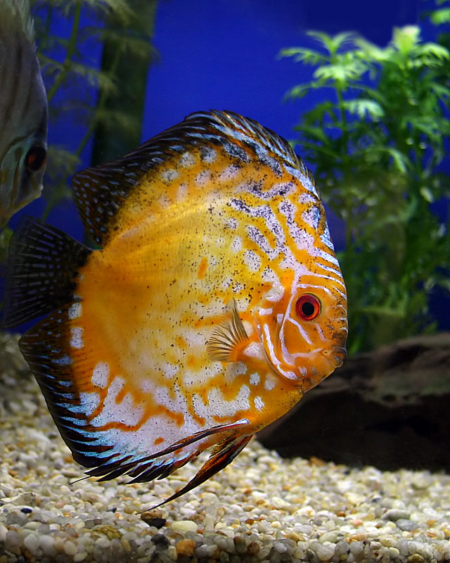 Discus...