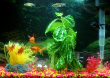 My Tank...