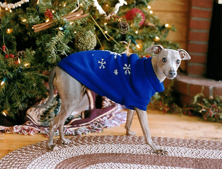 christmas picture