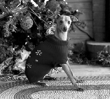 christmas picture