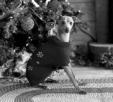 christmas picture