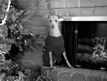 christmas picture