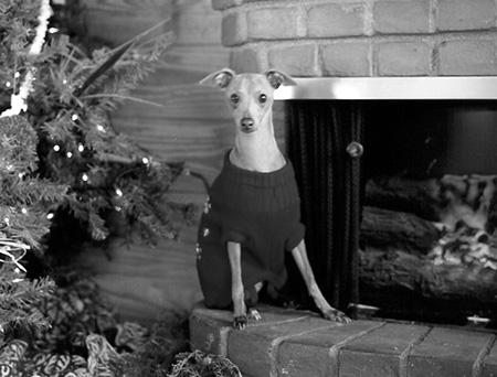 christmas picture