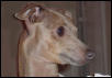 italian greyhound zadie