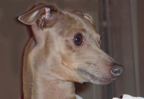 italian greyhound zadie
