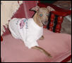 italian greyhound zadie