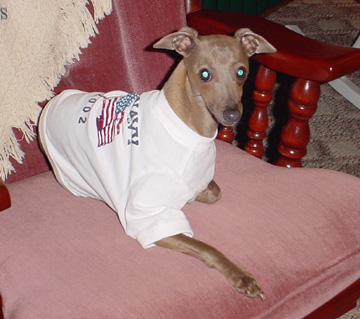 italian greyhound zadie