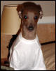 italian greyhound zadie