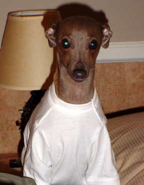 italian greyhound zadie