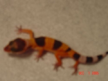Baby Leo2