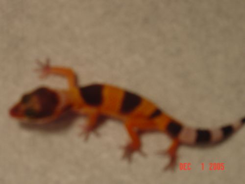 Baby Leo2