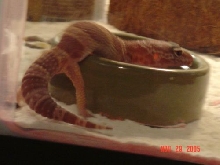 Albino LG