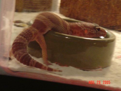 Albino LG