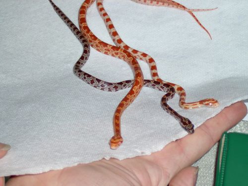 Baby Corns