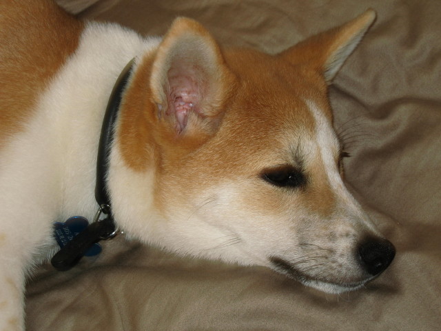 Akira Closeup