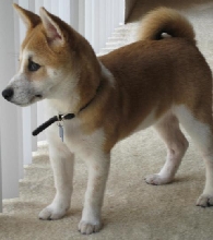 Akira Puppy