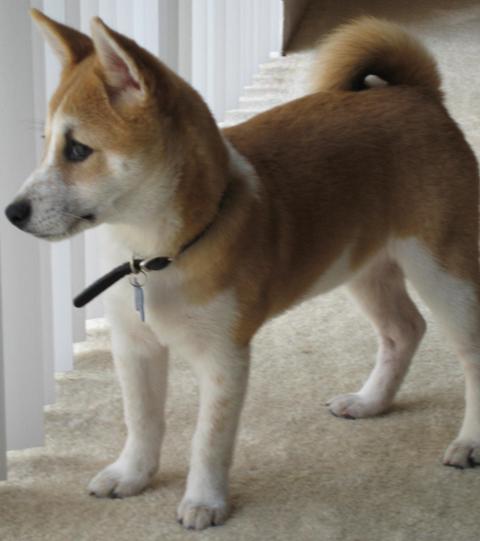Akira Puppy