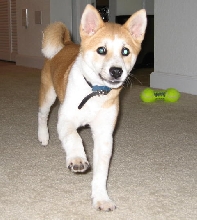 Akira Running