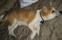 Akira Sleeping