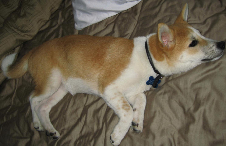 Akira Sleeping