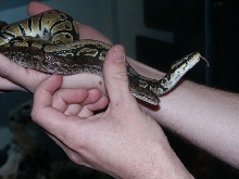 Lucian and Chiad