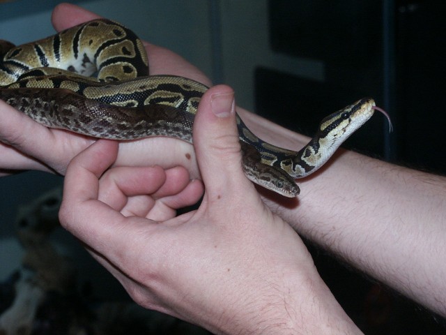 Lucian and Chiad