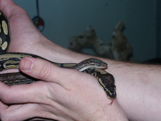 Lucian and Chiad
