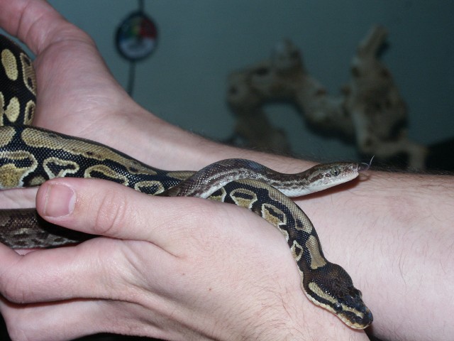 Lucian and Chiad