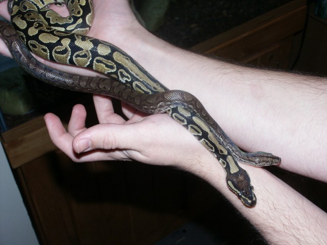 Lucian and Chiad