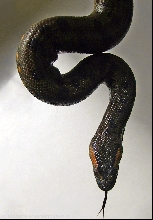 Green Anaconda