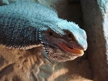 Angry Vlad